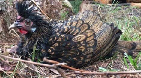 Chicken Behavior: The Dust Bath Image